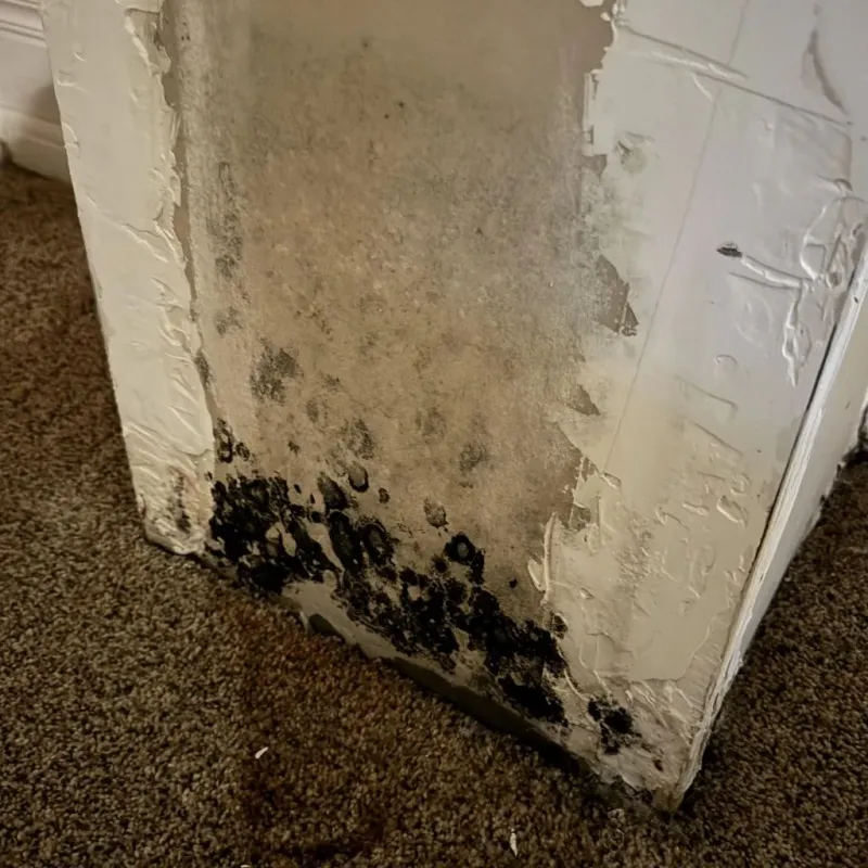 Professional Mold Removal in Davison, MI